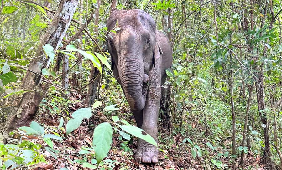 Chiang Mai: Inthanon, Ethical Elephant Sanctuary & Waterfall - Pha Dok Siew Hiking: Jungle Trails, Waterfalls, and Real Time Outdoors