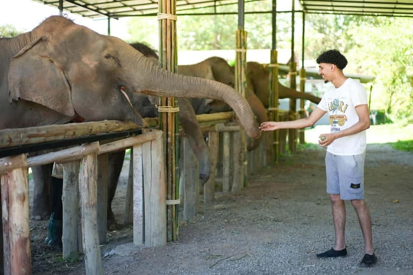 Chiang Mai: Jungle Jumbo Elephant Sanctuary with Waterfall - Jungle Walk to Elephants, With Real-World Timing in Mind