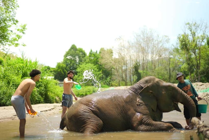 Chiang Mai: Jungle Jumbo Elephant Sanctuary with Waterfall - Elephant Sanctuary Time: Feeding, Mud, and Washing Without Riding
