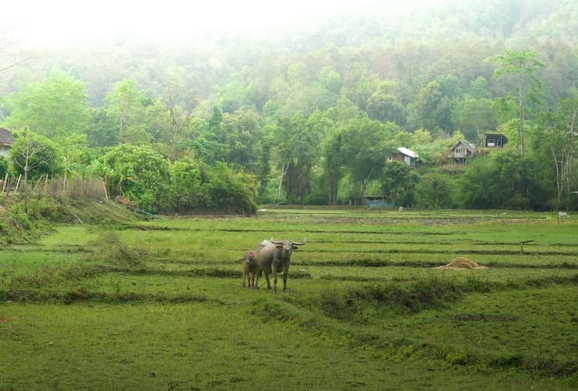 Chiang Mai: Jungle Jumbo Elephant Sanctuary with Waterfall - The Waterfall and Elephant Schedule: Why Timing Feels Like a Trade-Off