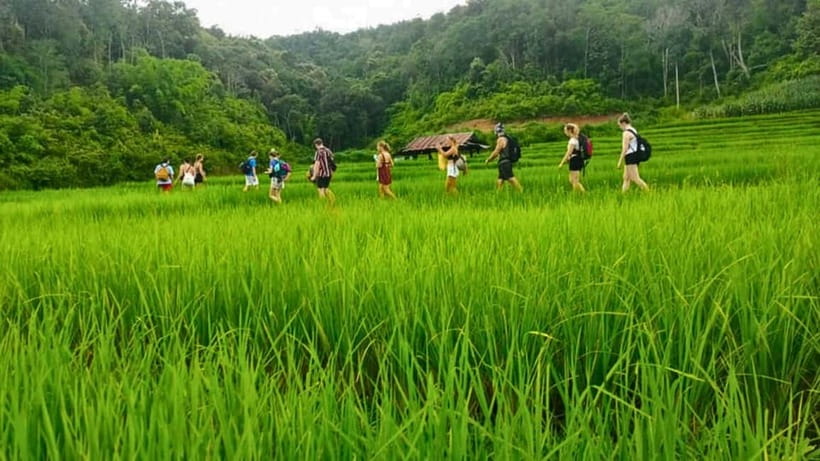 Chiang Mai: Jungle Trek, Elephants care & Bamboo Rafting - Karen Hill Tribe Village visit: traditions plus rice farming context