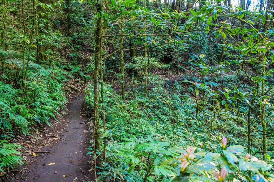 Chiang Mai: Kew Mae Pan Nature Trail & Doi Inthanon Day Trip - Price and value: what $54 includes, and what adds up
