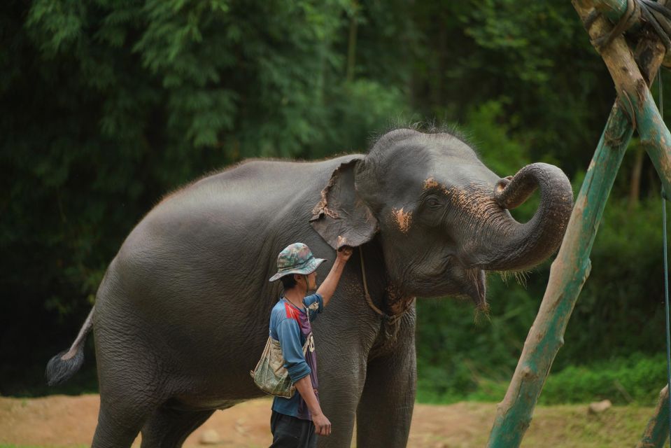 Chiang Mai: National Elephant Care, Rafting, & Ziplines Trip - Mae Wang zipline adventure: platforms, bridges, and a 360 view