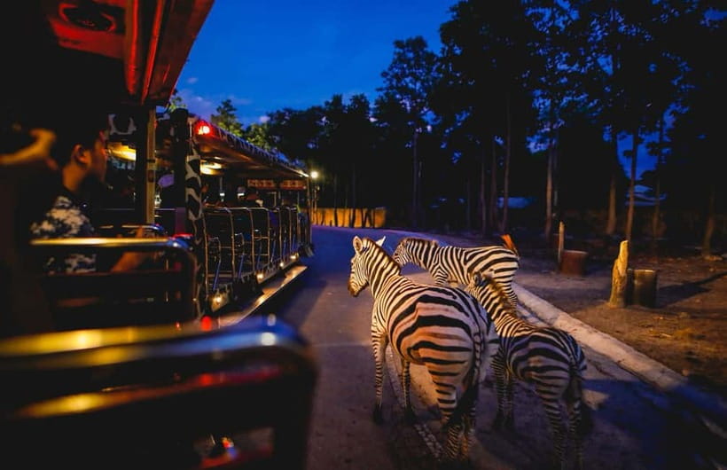Chiang Mai Night Safari Ticket & Tram Rides Optional Pickup - Walking Trails After the Tram: Exploring Without Rushing