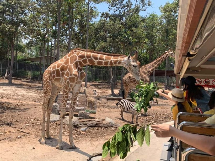 Chiang Mai Night Safari Ticket & Tram Rides Optional Pickup - Hotel Pickup and Drop-Off Around Chiang Mai: The Easiest Route to the Park