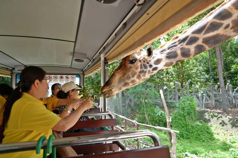 Chiang Mai Night Safari Ticket & Tram Rides Optional Pickup - Price and Value: Is $34 Worth a Night Safari?