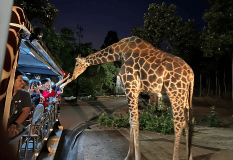 Chiang Mai: Night Safari Ticket with Transfer - Key highlights worth planning for