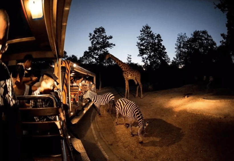 Chiang Mai: Night Safari Ticket with Transfer - Night Safari by tram: what this 4.5-hour ticket really feels like