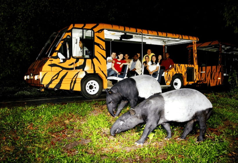 Chiang Mai: Night Safari Ticket with Transfer - Predator Prowl: night hunters and the show factor