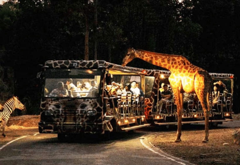 Chiang Mai: Night Safari Ticket with Transfer - Your transfer + show timeline: the 14:00 to 18:00 departure choices