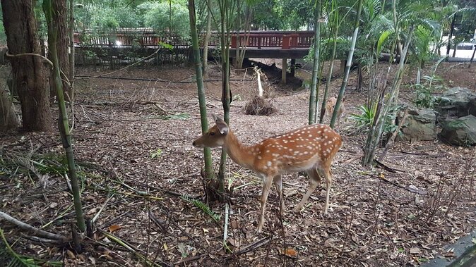 Chiang Mai Night Safari Tour including Transfer (Minimum 2 pax) - Key Things to Know Before You Go