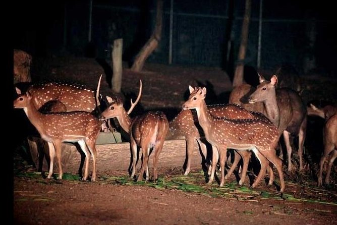 Chiang Mai Night Safari Tour including Transfer (Minimum 2 pax) - Entering the Safari: How the 3-Hour Visit Plays Out