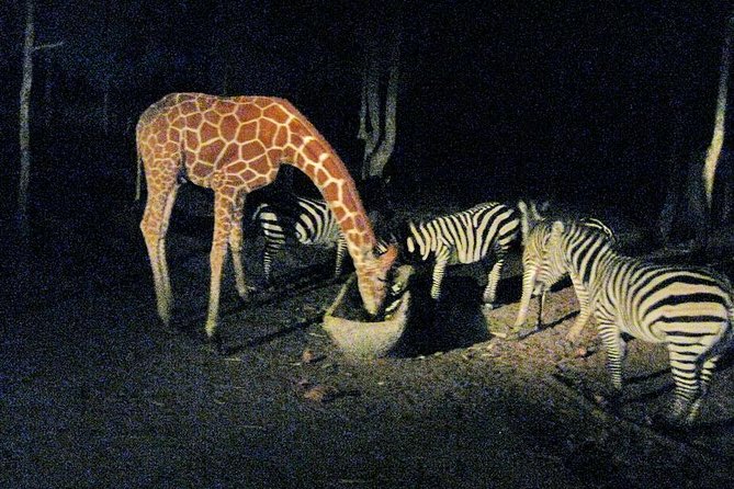 Chiang Mai Night Safari Tour including Transfer (Minimum 2 pax) - Transfers Back: Ending Smoothly (Mostly)