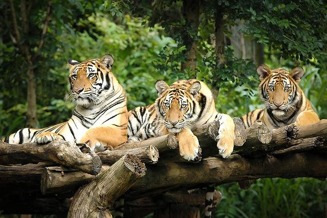 Chiang Mai Night Safari Tour including Transfer (Minimum 2 pax) - Getting Picked Up and Getting Inside Faster