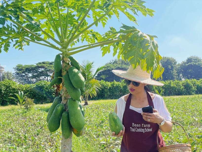 Chiang Mai Organic Thai Cooking Experience - The organic garden visit: what you are really seeing