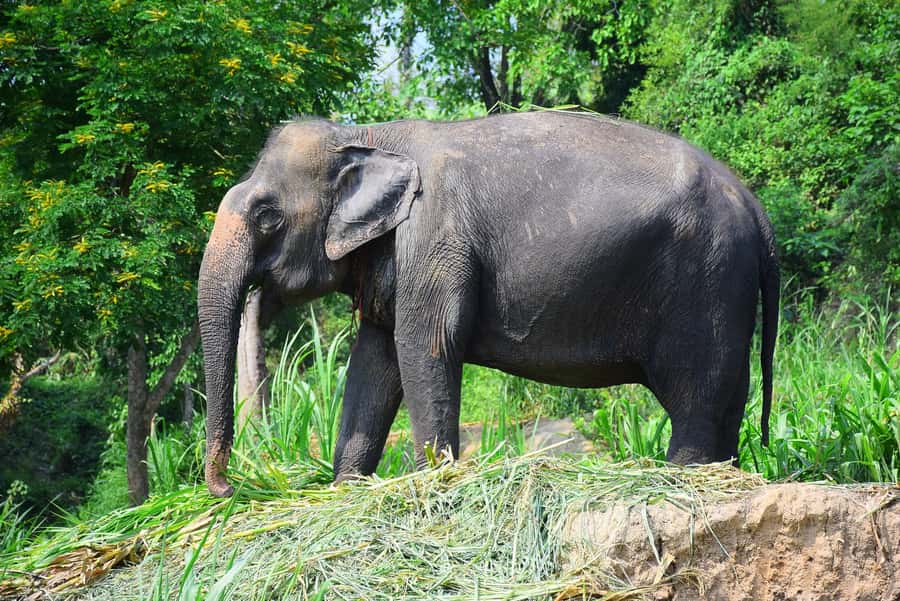 Chiang Mai: Private Elephant Care Experience for Couples - Lunch and the Thai cooking class you’ll actually use later