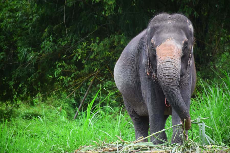 Chiang Mai: Private Elephant Care Experience for Couples - Mud scrubbing and elephant bathing: skin care made visible