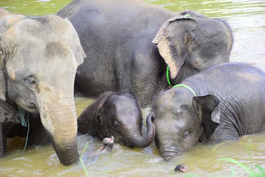 Chiang Mai: Private Elephant Care Experience for Couples - Private car comfort and why transportation earns trust