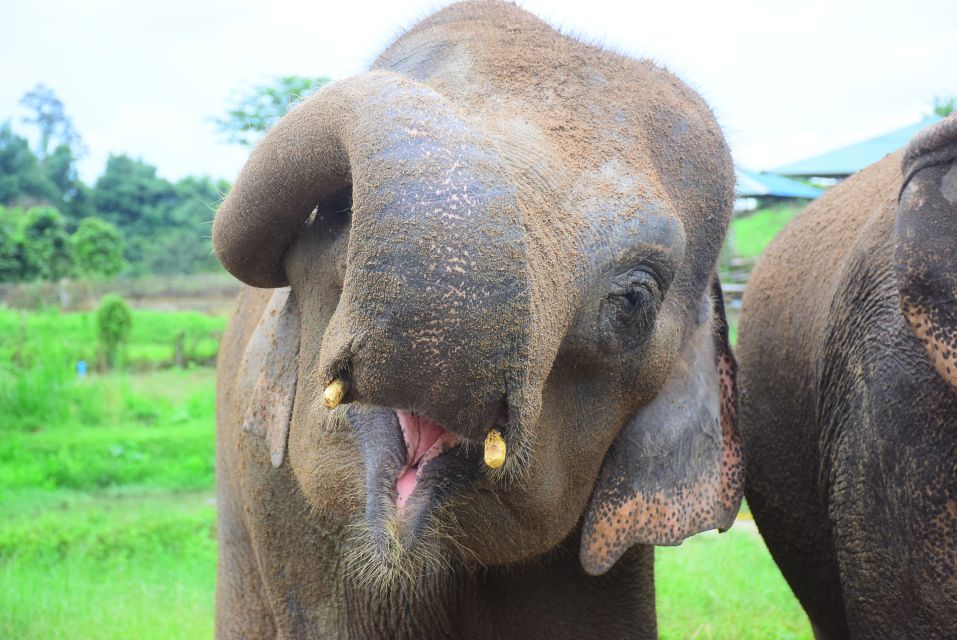 Chiang Mai: Private Elephant Care Experience for Couples - Photography and couples memories that don’t feel forced
