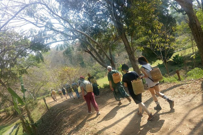 Chiang Mai Private Tour with Tea Plantation, Karen Village, Doi Suthep - Pickup, timing, and how the day actually flows