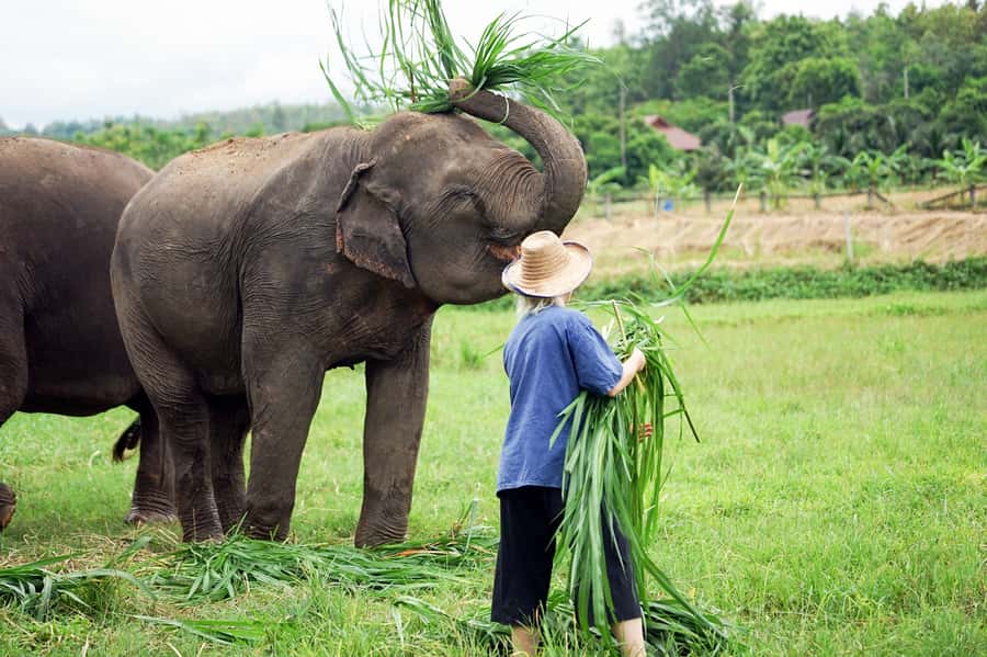 Chiang Mai: Small Group Ethical Elephant Sanctuary Tour - Key things to know before you go