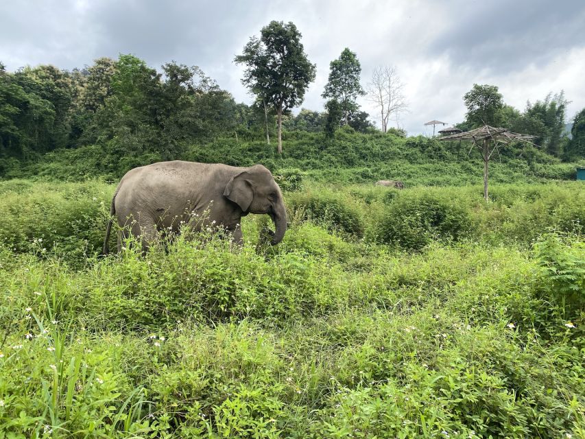 Chiang Mai: Small Group Ethical Elephant Sanctuary Tour - Mud bath and river bathing: the wet part you should actually plan for