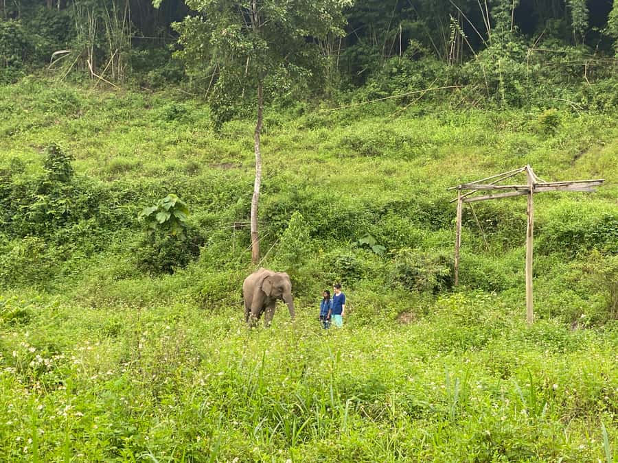 Chiang Mai: Small Group Ethical Elephant Sanctuary Tour - Herbal vitamin balls and elephant feeding that feels purposeful