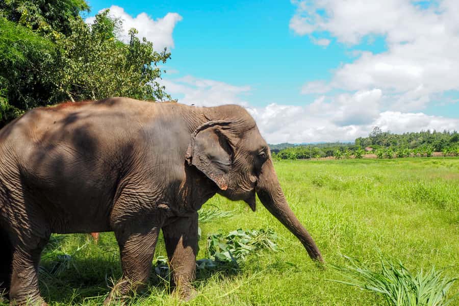 Chiang Mai: Small Group Ethical Elephant Sanctuary Tour - Walking the sanctuary and letting elephants set the pace