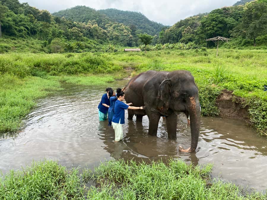 Chiang Mai: Small Group Ethical Elephant Sanctuary Tour - Price and value: what $77 covers (and why it feels fair)