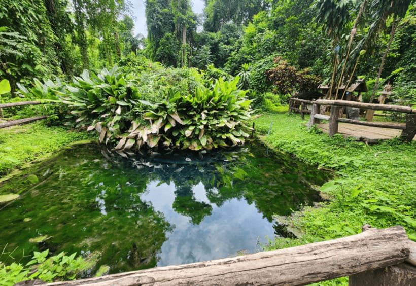 Chiang Mai: Sticky Waterfall, Bua Tong Cave Join Tour - Price and logistics: what $40 buys you (and what it doesn’t)