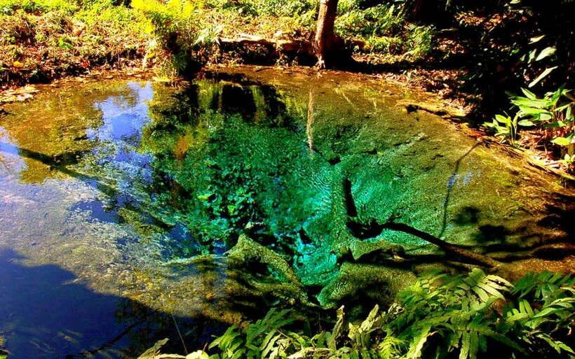 Chiang Mai: Sticky Waterfall, Chet Si Fountain Park Transfer - Sticky limestone and the science of why it grips