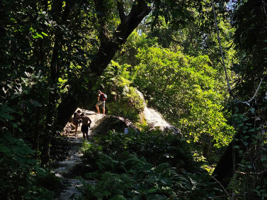 Chiang Mai: Sticky Waterfall Half-Day Tour & Hotel Transfers - Si Lanna National Park: real forest time, not just a parking lot