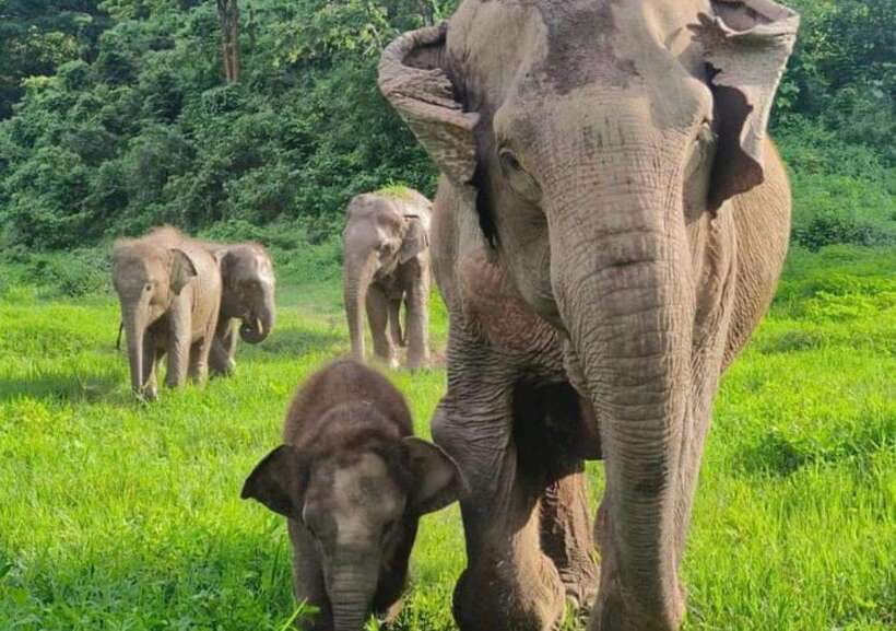 Chiang Mai | TeeTee Elephant Home Elephant Care Half-Day - Key highlights worth knowing