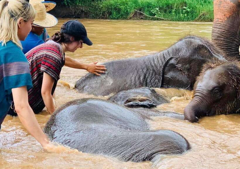 Chiang Mai | TeeTee Elephant Home Elephant Care Half-Day - TeeTee Elephant Home: the vibe you’re paying for