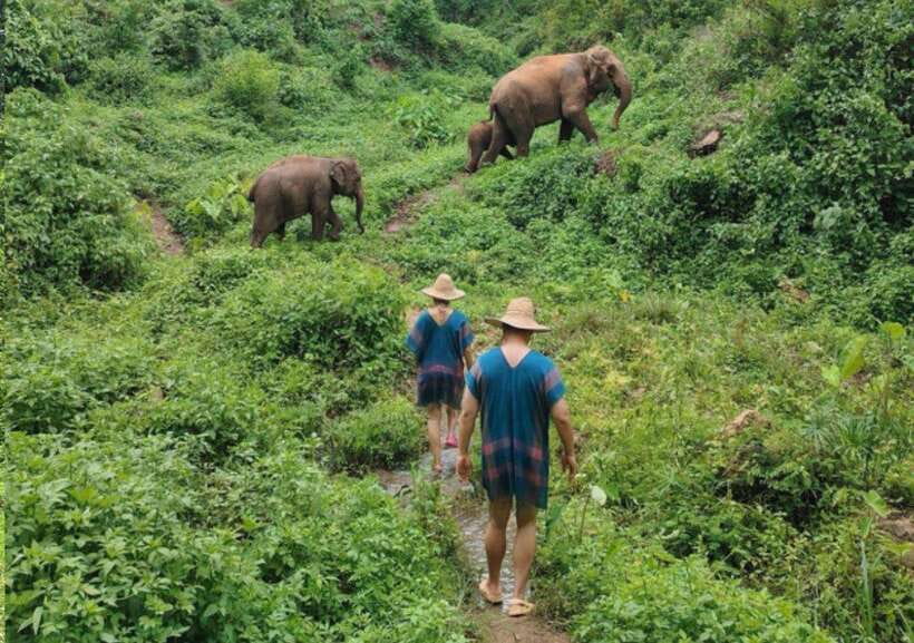 Chiang Mai | TeeTee Elephant Home Elephant Care Half-Day - Meet Nam Chok: the baby that keeps you on your toes