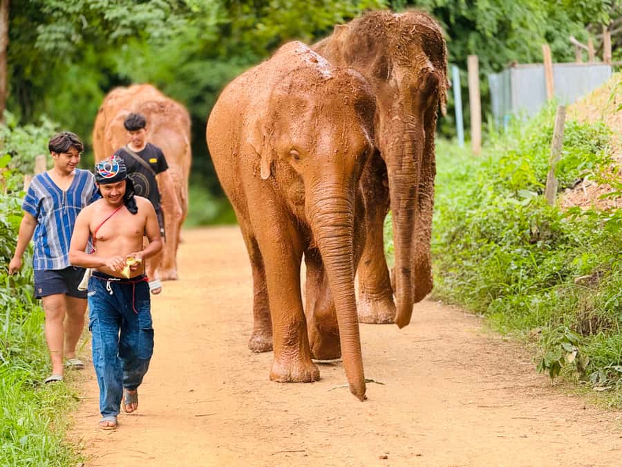 Chiang Mai : Temple , Nature and culture in one day. - A one-day mix of elephants and Doi Suthep temples
