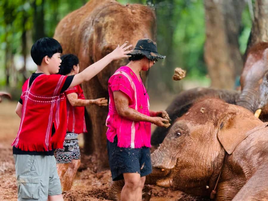 Chiang Mai : Temple , Nature and culture in one day. - Morning pickup and the elephant lifestyle intro (8:00–11:00)
