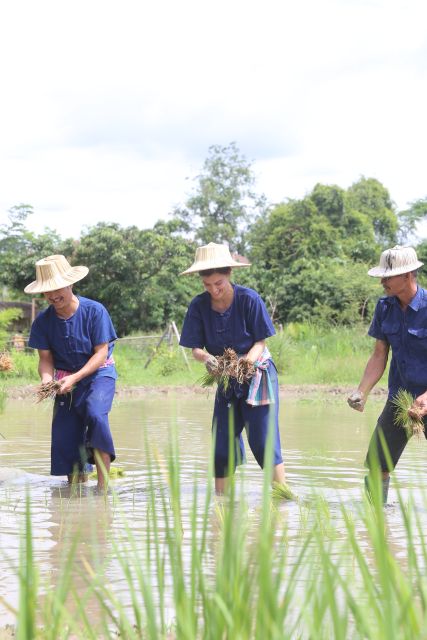 Chiang Mai: Thai Buffalo and Rice Planting Experience - FAQ