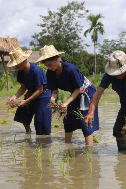 Chiang Mai: Thai Buffalo and Rice Planting Experience - Who this tour fits best