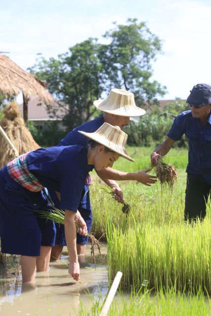 Chiang Mai: Thai Buffalo and Rice Planting Experience - A balanced read: the best moments and the tradeoffs
