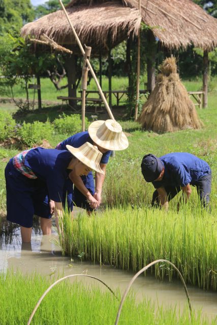 Chiang Mai: Thai Buffalo and Rice Planting Experience - Your day at a glance: 150 minutes of hands-on rice work