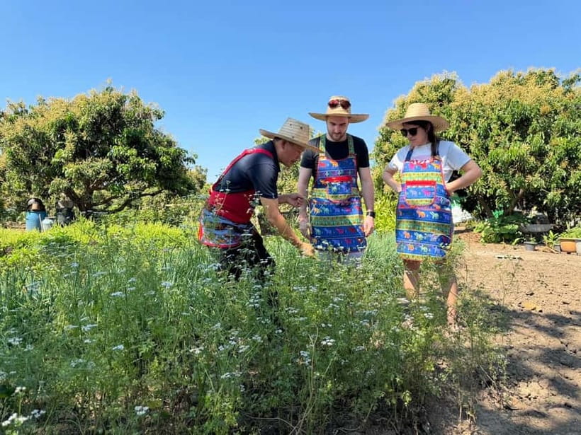 Chiang Mai : Thai Cooking in Farm with a Local Train Trip - Key Points You’ll Care About