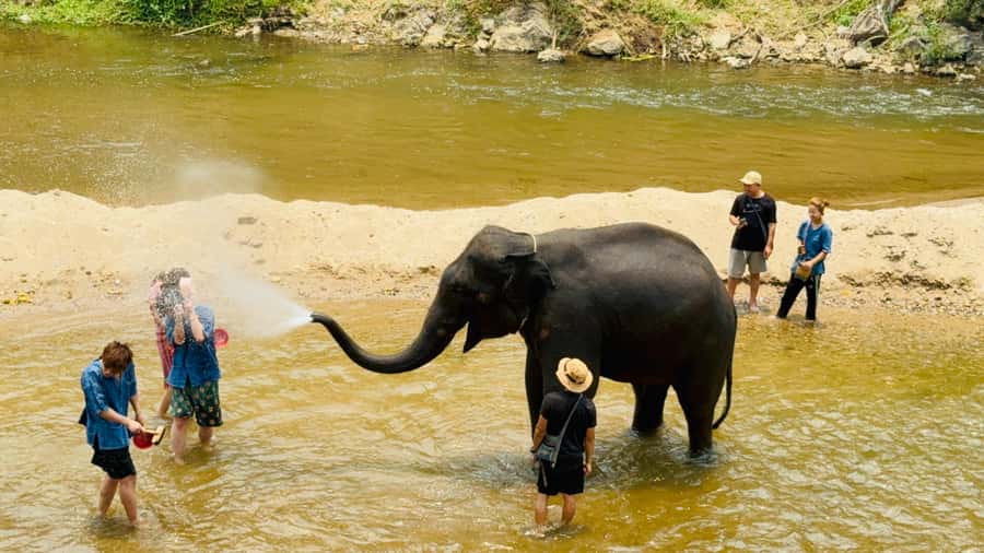 Chiang Mai Tour: Bua Tong Sticky Waterfall & Elephant Care - Elephant sanctuary lunch at 11:30: eat like you mean it