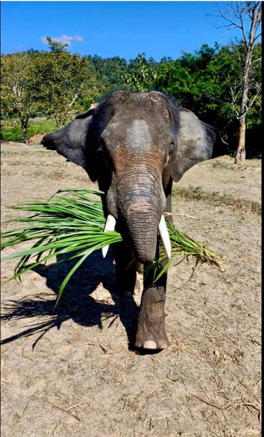 Chiang Mai: Two-day Temple of Elephants Sanctuary Tour - Key Things That Make This Tour Worth Your Time