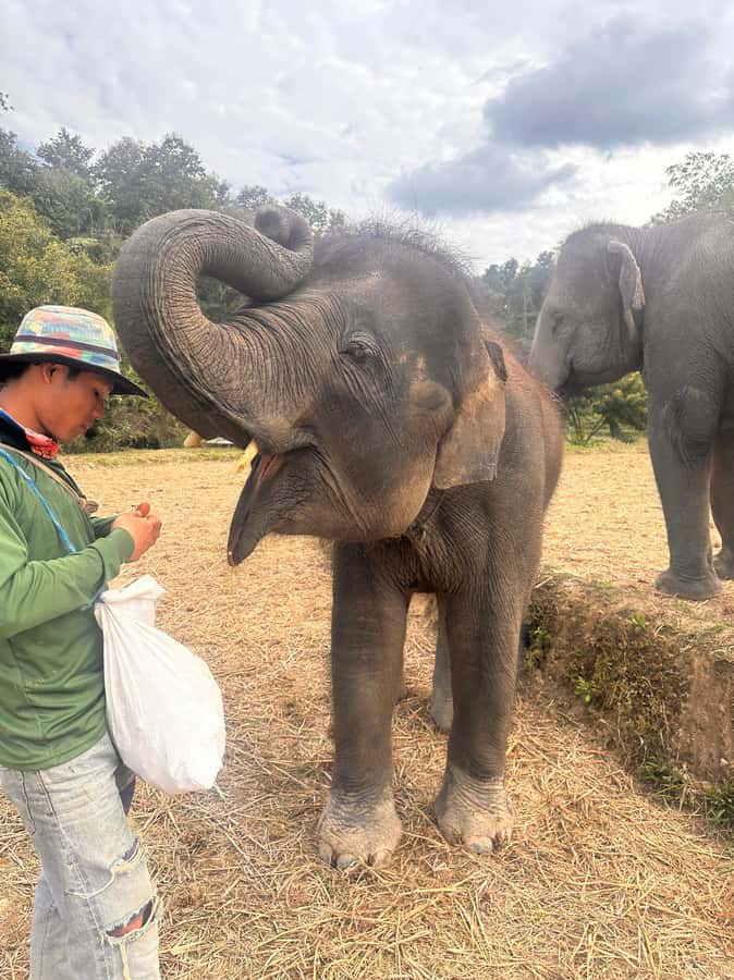 Chiang Mai: Two-day Temple of Elephants Sanctuary Tour - Waterfall Night in the Jungle: Real Food and Real Quiet (Sort Of)