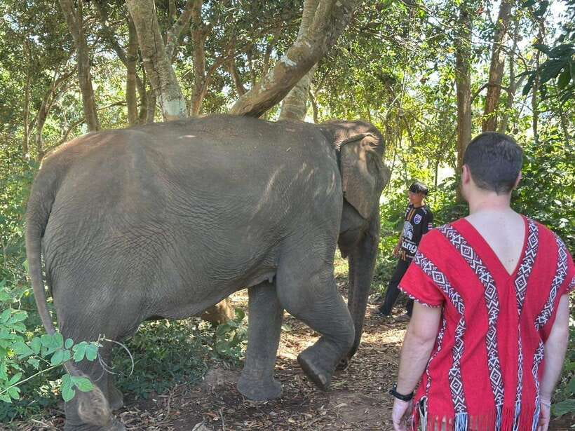 Chiang Mai Untouched Elephant: Nature Walk & Waterfall Trek - Why This Chiang Mai Elephant Day Feels Different