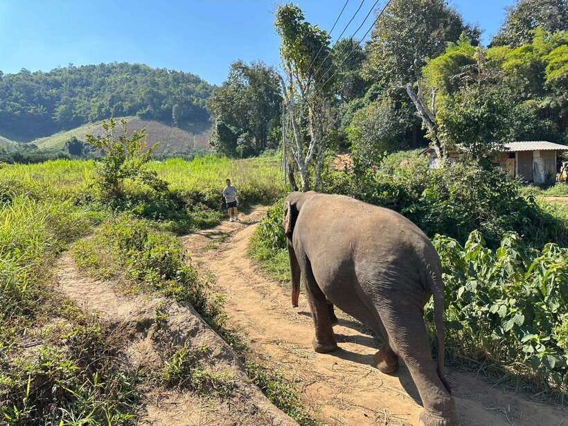 Chiang Mai Untouched Elephant: Nature Walk & Waterfall Trek - Mae Wang Waterfall Walk: Nice Reset, But Bring Crowd Reality