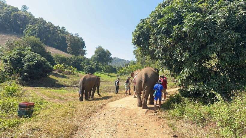 Chiang Mai Untouched Elephant: Nature Walk & Waterfall Trek - Who Should Book This, and Who Should Skip It