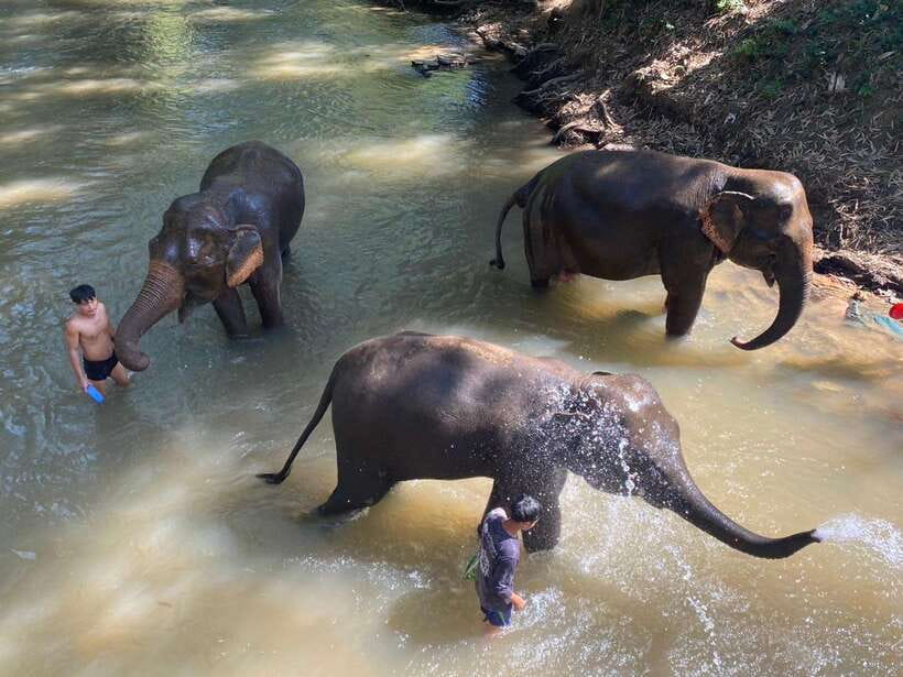 Chiang Mai Untouched Elephant: Nature Walk & Waterfall Trek - Getting There: Chiang Mai Pickup, Truck Transfers, and Real Timing