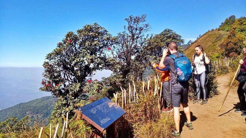 Chiang Mai:Doi Inthanon National Park & Hike at Kew Mae Pan - A mountain day built for views and practical timing
